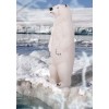 IBB Small Polar Bear