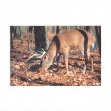 Delta Tru-Life Target Face Whitetail Deer No. 102 : DT03