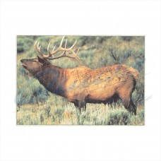 Delta Tru-Life Target Face Elk : DT09