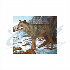 JVD Target Face Wolf : VT20