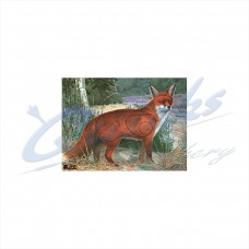 JVD Target Face Fox : VT26