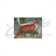 JVD Target Face Fox : VT26