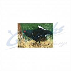 JVD Target Face Blue Grouse : VT27