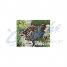 JVD Target Face Partridge : VT33