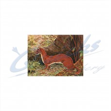 JVD Target Face Ermine : VT34