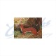 JVD Target Face Ermine : VT34